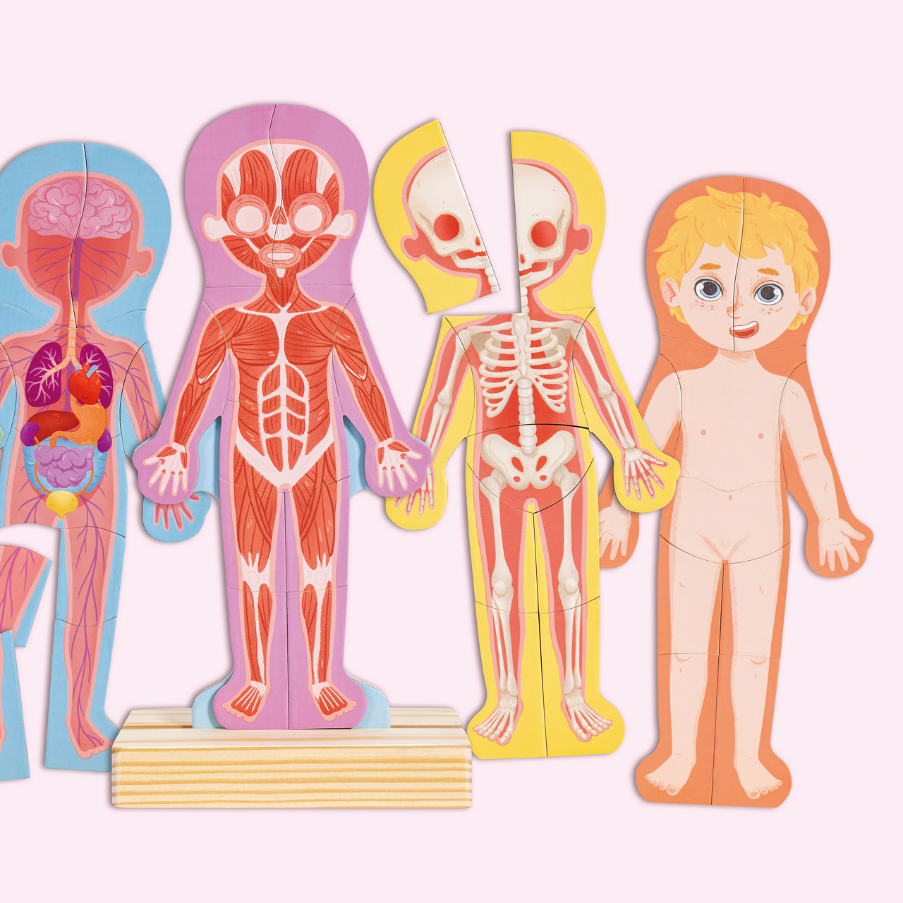 Puzzle magnetico del corpo umano Puzzle magnetico del corpo umano